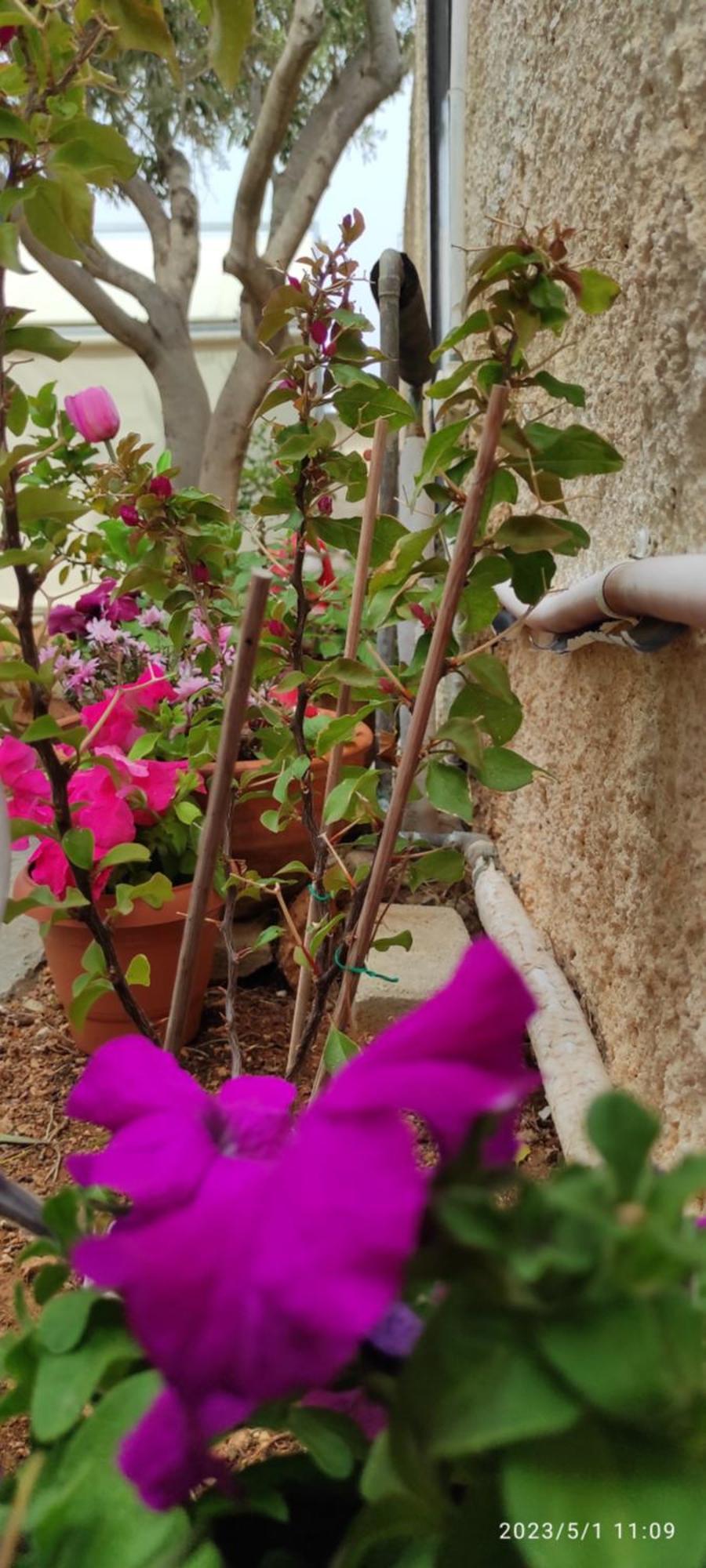 Melissourgoú Secret Garden Home Lagonissi Attiki מראה חיצוני תמונה